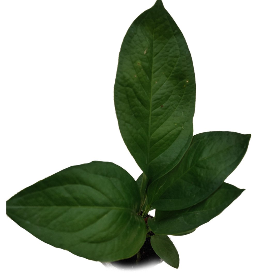 Anthurium Jenmanii